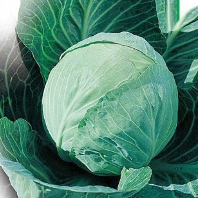 насіння Капуста білокачанна Ярославна, пізня, Україна 10 г (Агропакгруп) (38865)