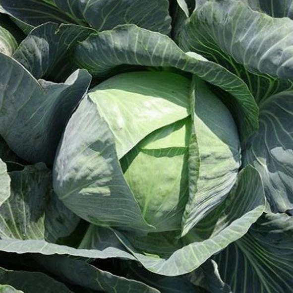 Насіння капусти Білосніжка 10 г