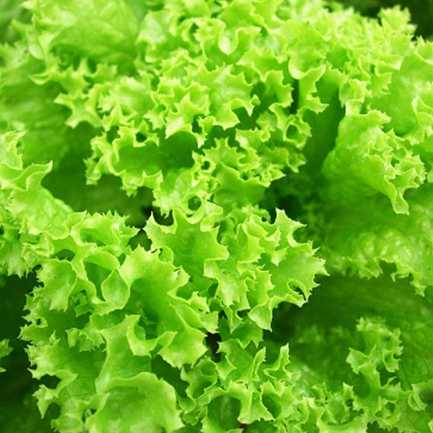 Насіння Салат Одеський кучерявець 10г