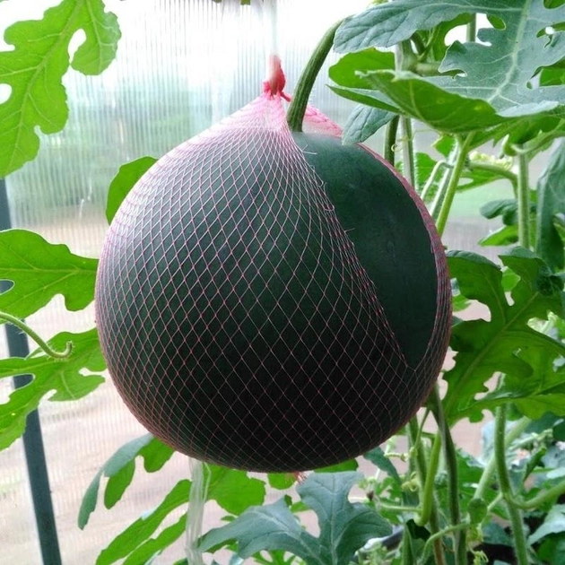 Насіння кавуна Вогник 10 насінин