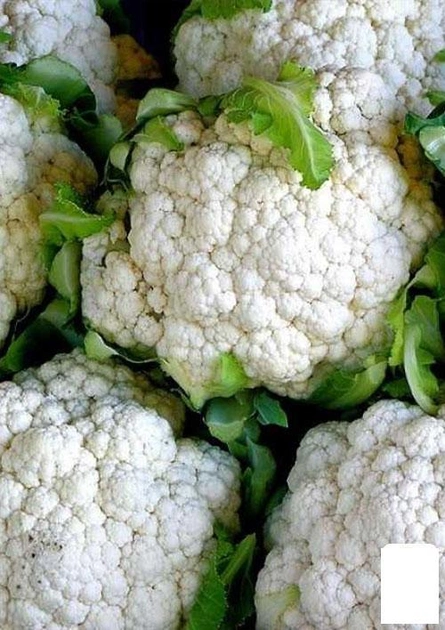 Капуста цвітна "Сніговий гігант" (у банку) Agro-Market 5г