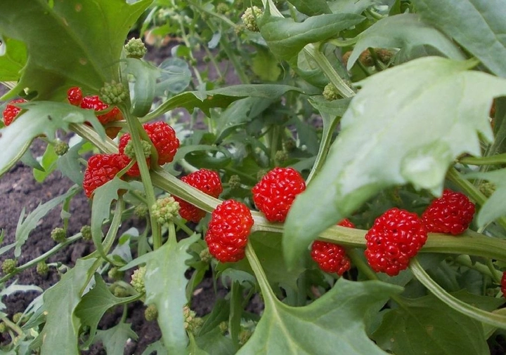 Шпинат суничний насіння 20 шт