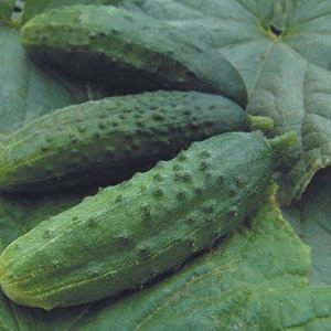 Насіння огірків Патріот F1 100 шт