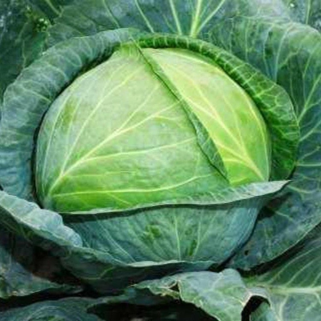 Насіння капусти білокачанної Агресор, середньопізня, Syngenta, Голандія 20 шт