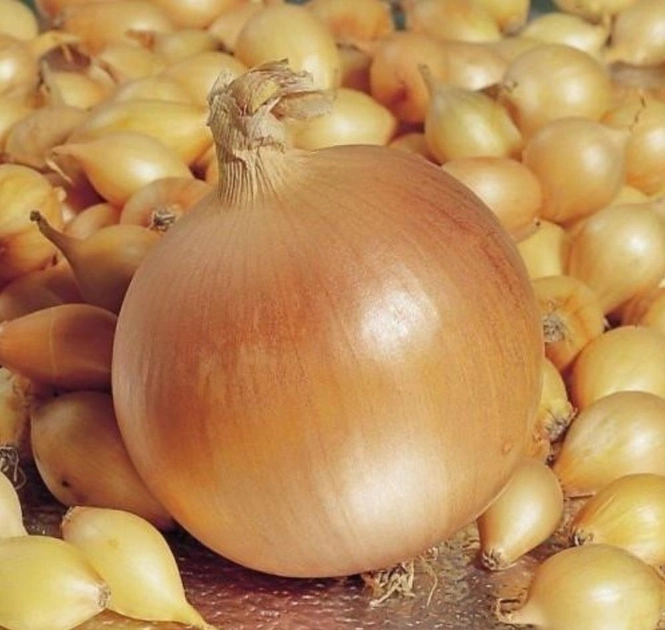 Цибуля озима Геркулес 1 кг, Голандія