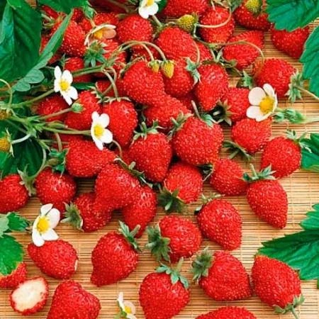 Насіння Суниці Барон Солемахер, ремонтантна, 0,1 г