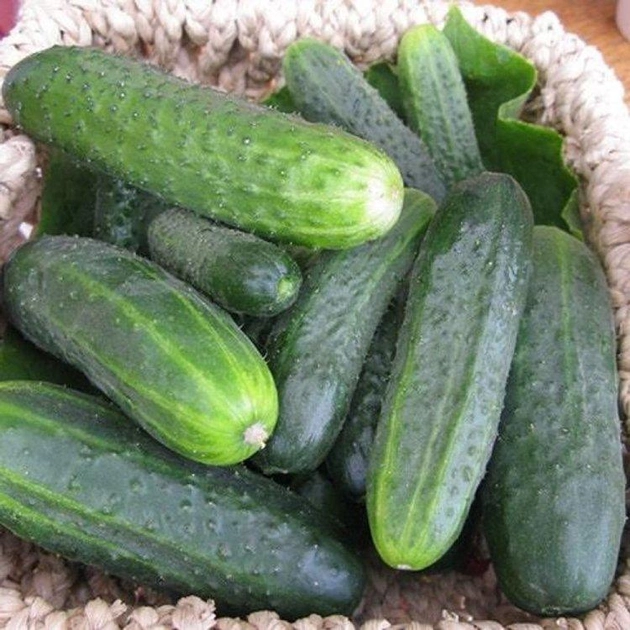 насіння Огірок Гектор F1, ультраранній, Nunhems, Голандія, 4 кг з одного куща 20 шт (Nunhems) (38491)