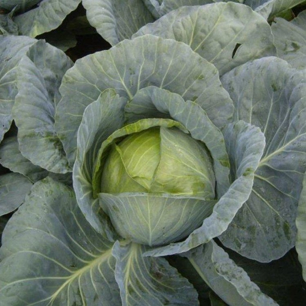 насіння Капуста білокачанна Адаптор, пізня, Syngenta, Голандія 2500 шт (Syngenta) (38774)