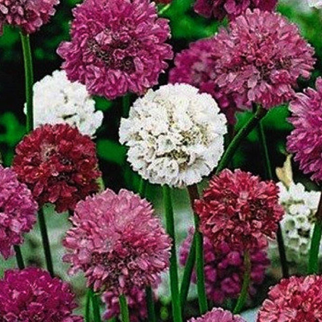 Армерія приморська суміш (mix) багаторічна 0,05 г