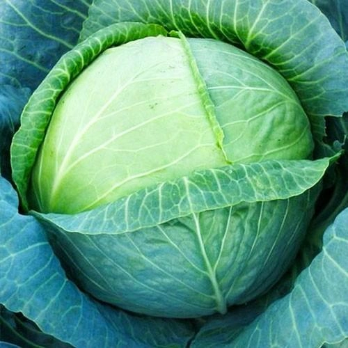 насіння капуста бірюза 10г Satimex