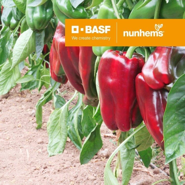 насіння Перець Клаудіо F1, Nunhems, Голандія 50 шт