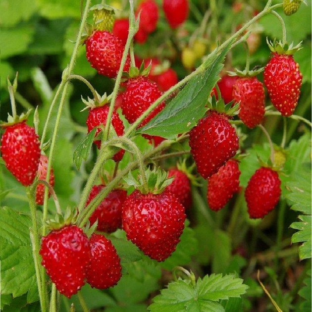 насіння Суниця лісова, сорт Регіна, Legutko, Польща 0.1 г (Legutko) (39226)