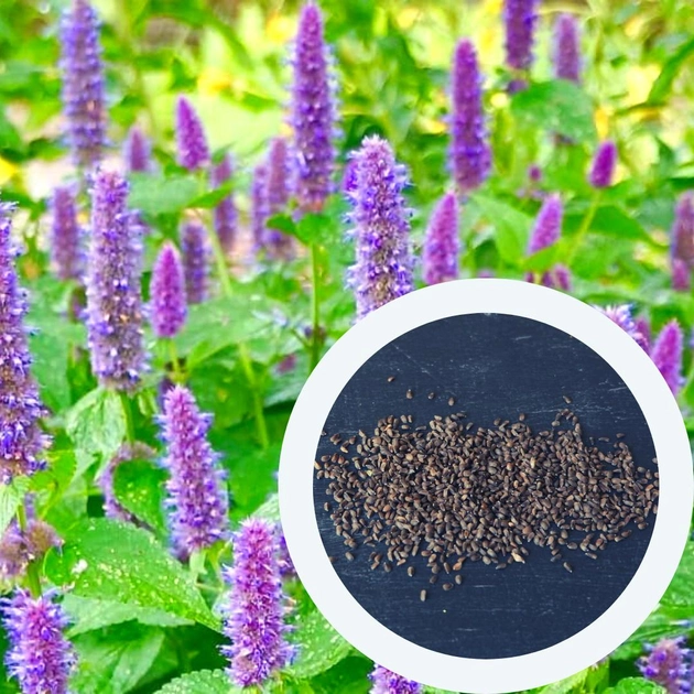 Лофант анісовий насіння 20 шт