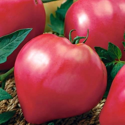 насіння Томат Кардинал 0,1г Империя семян