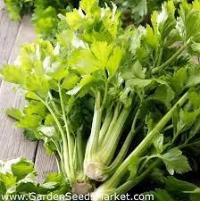 насіння Селера листова Зефір 0,5г