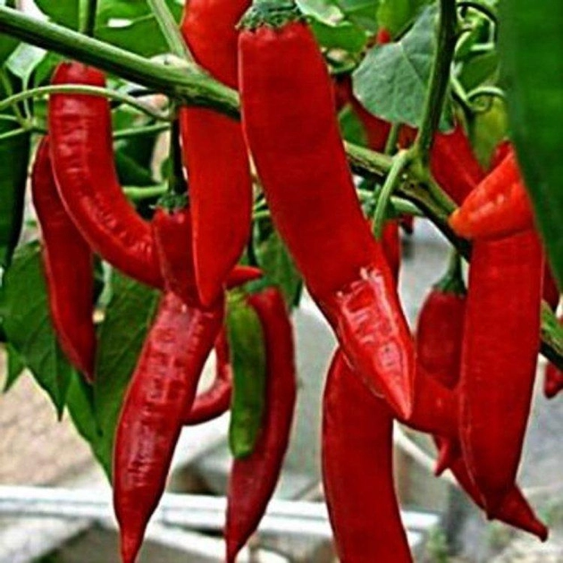 насіння Перець гострий, сорти Анахайм Чилі, Україна 0.5 г (Агропакгруп) (40624)