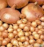 Насіння озимої цибулі-сівки Штутті Top Onion 0,25кг (U6233)