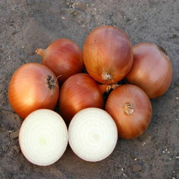 насіння Лук Пандеро F1, Nunhems, Голандія. 1 г (Nunhems) (39514)