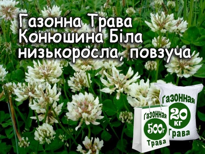 Насіння Конюшина білий Рівендел (Данія) Професійне насіння 100 г