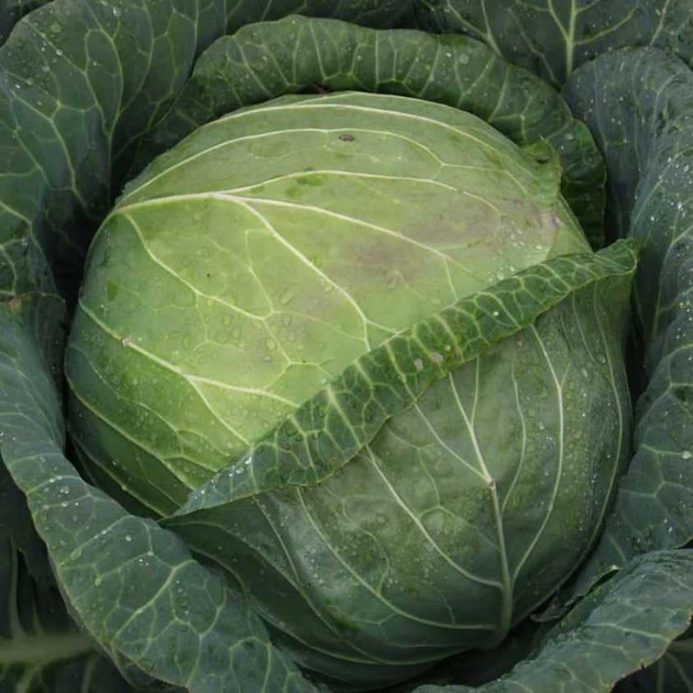 Насіння капусти Мегатон F1 Bejo Zaden 20 шт