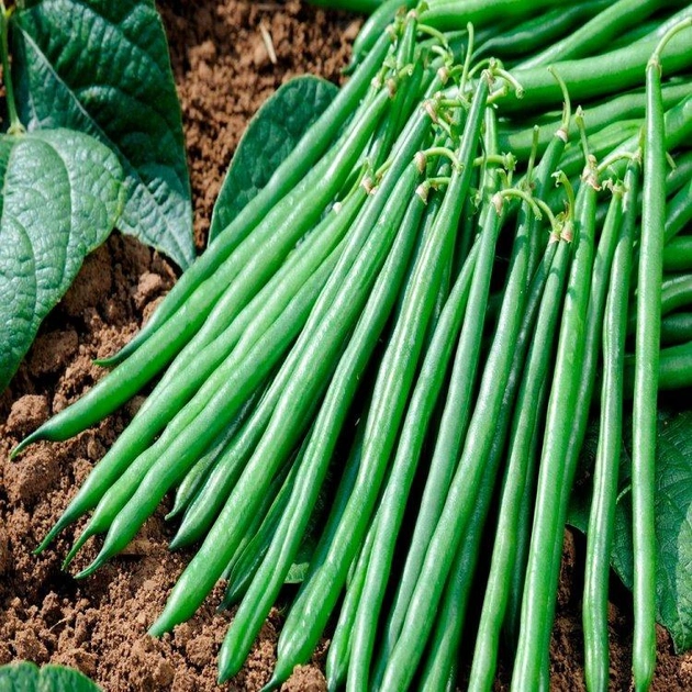 Квасоля спаржева Скуба, середньорання, Legutko, Польща