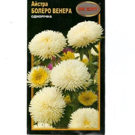 Айстра помпонна Болеро Венера